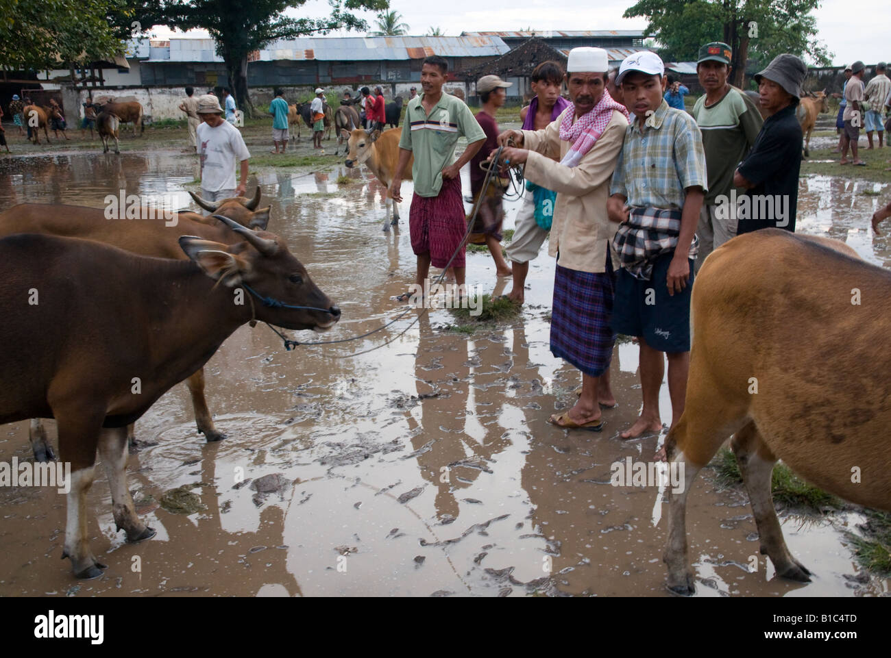 Indonesien-Lombok Insel Viehmarkt Stockfoto