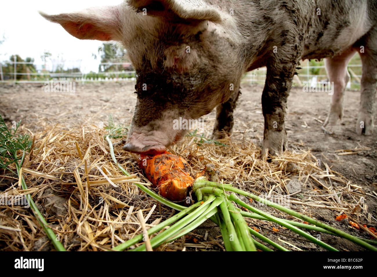 Freilandhaltung Schweine gefüttert Karotten aus dem Garten Stockfoto