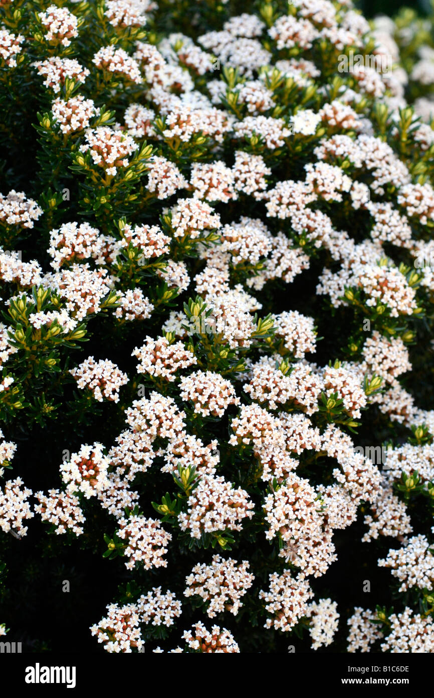 OZOTHAMNUS LEDIFOLIUS AGM Stockfoto