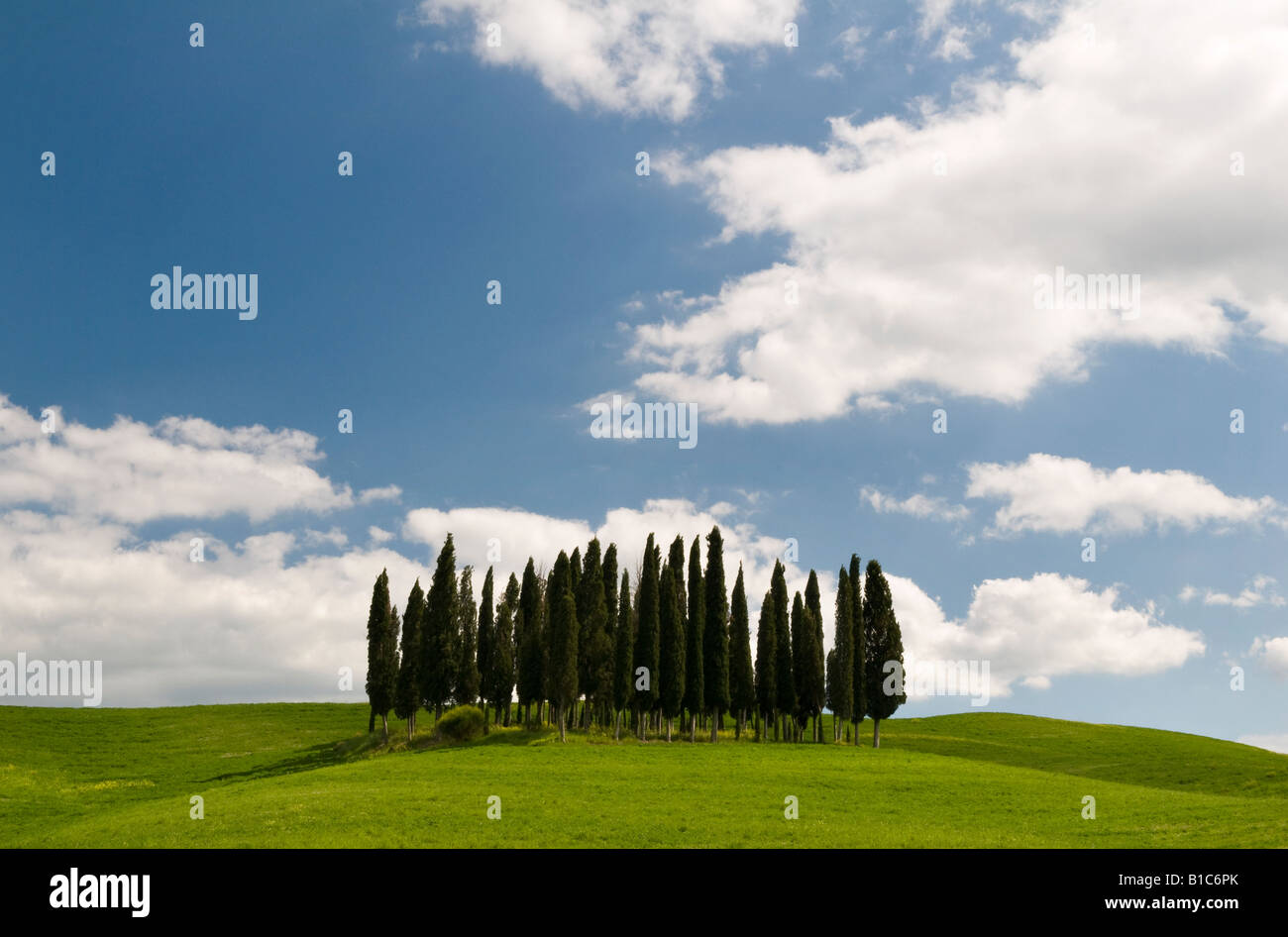 Gruppe von Zypressen in der Nähe von San Quirico, Valle de Orcia, Toskana, Italien Stockfoto