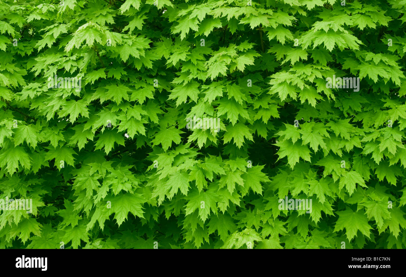 Grüne Ahornblätter Hintergrund Stockfoto