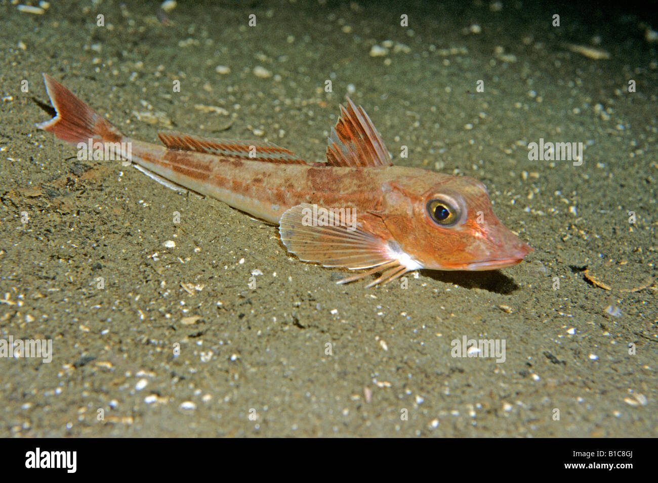 Roter Knurrhahn rot Searobin žclimb "Lucerna" ruhen auf dem Meeresgrund Stockfoto