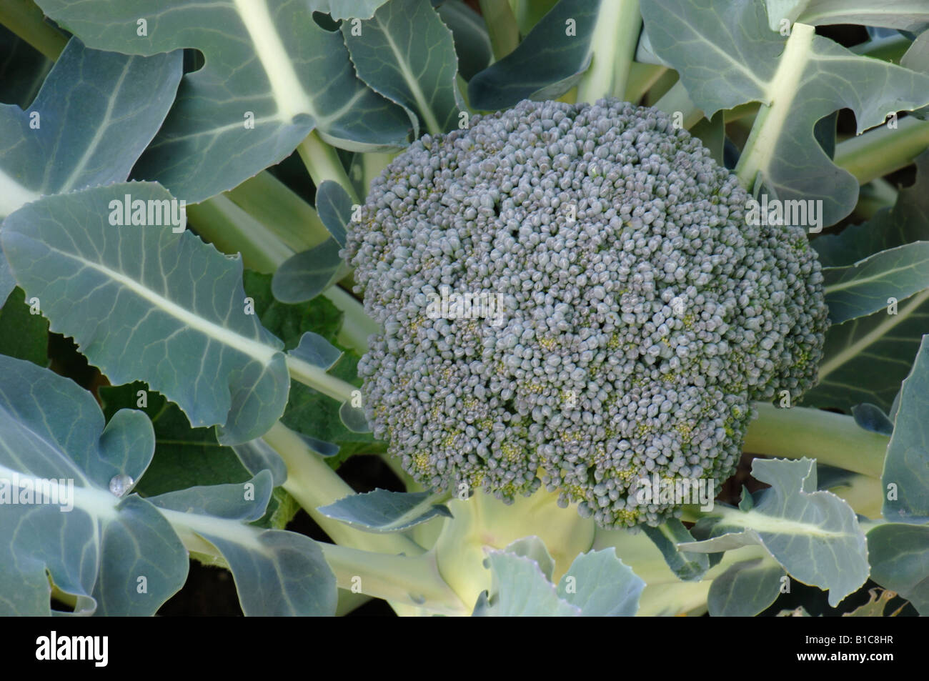Greenspouting Brokkoli (Brassica Oleracea var. Silvestris), fleischige Blüte Stockfoto