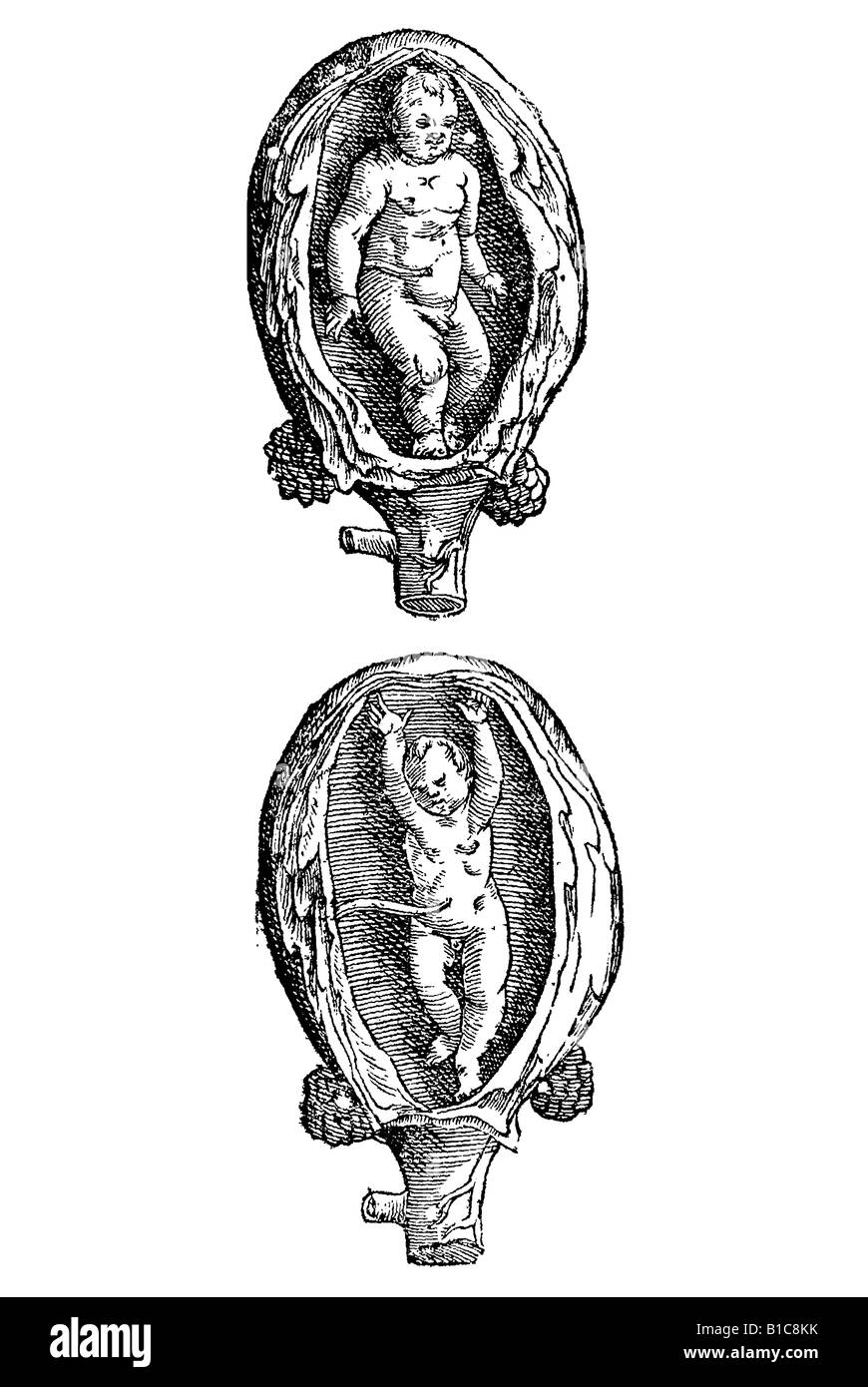 Partus Naturalis nicht Manibus Ad Latera demissis, Aldrovandi, 1642, 17. Jahrhundert, Renaissance, Europa Stockfoto