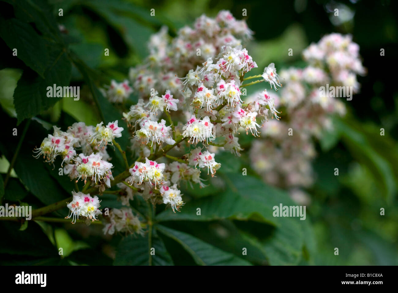 Rosskastanie-Blumen Stockfoto