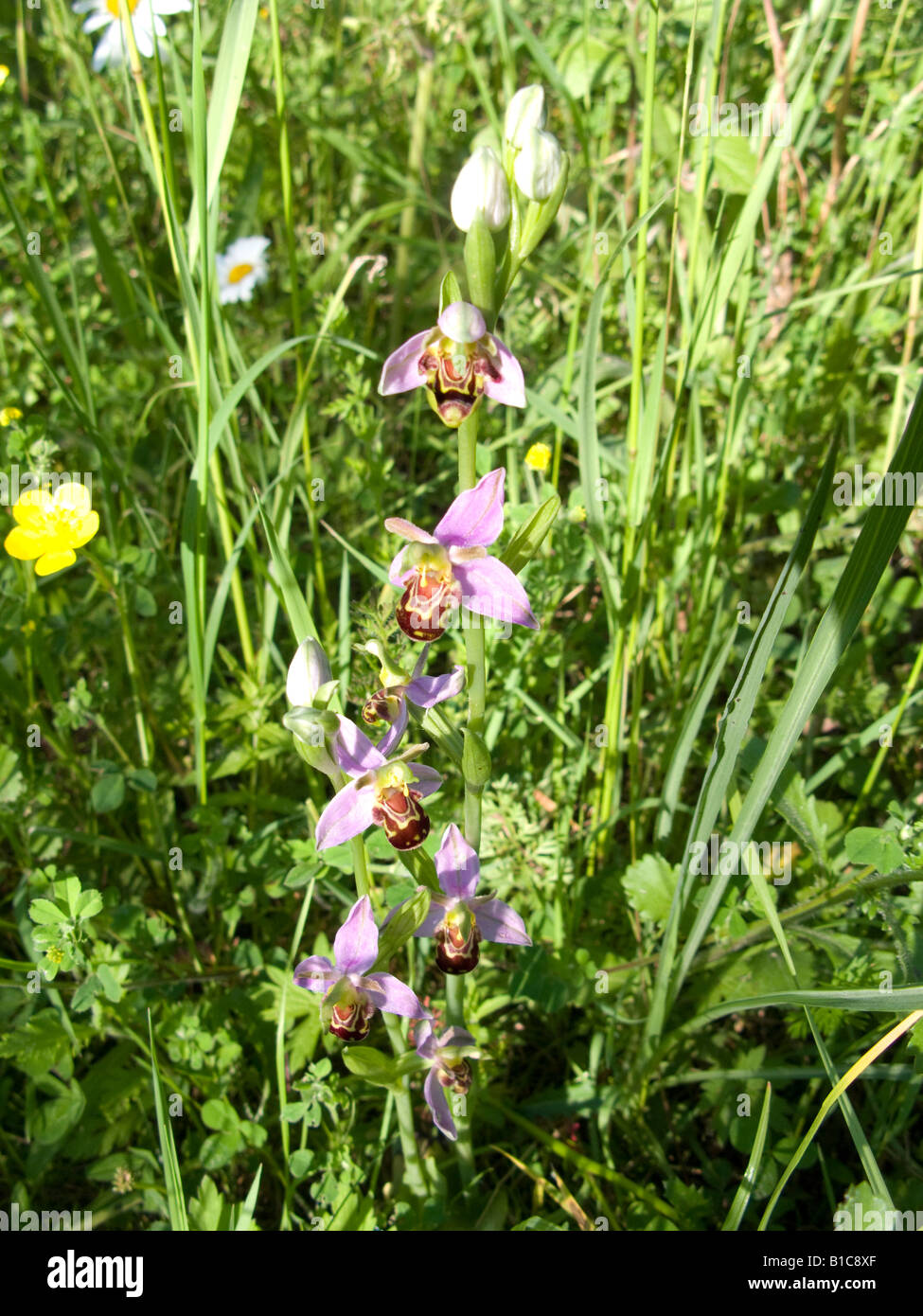 "Biene Orchidee" in Stille Ort in Hertfordshire Stockfoto