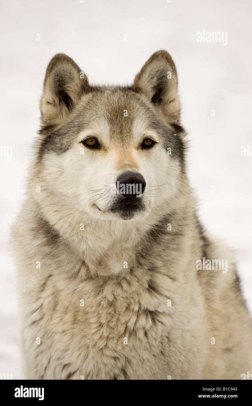 Grauer Wolf / Timber Wolf (Canis Lupus) - männlich - Portrait - Captive - New York-USA Stockfoto