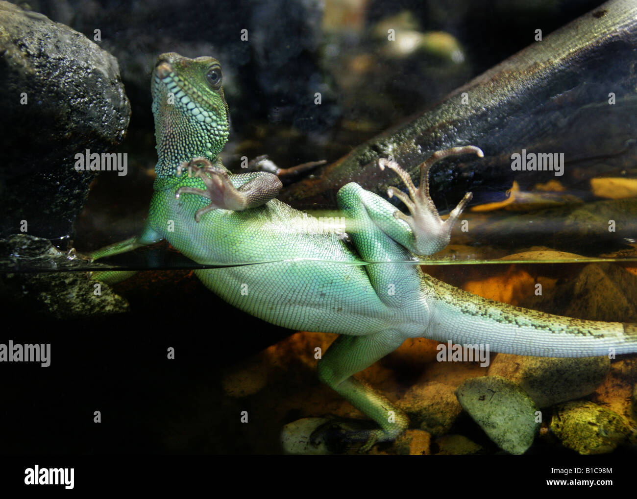 Green Water Dragon, Physignathus Cocincinus, Agamidae, Vietnam, Asien Stockfoto