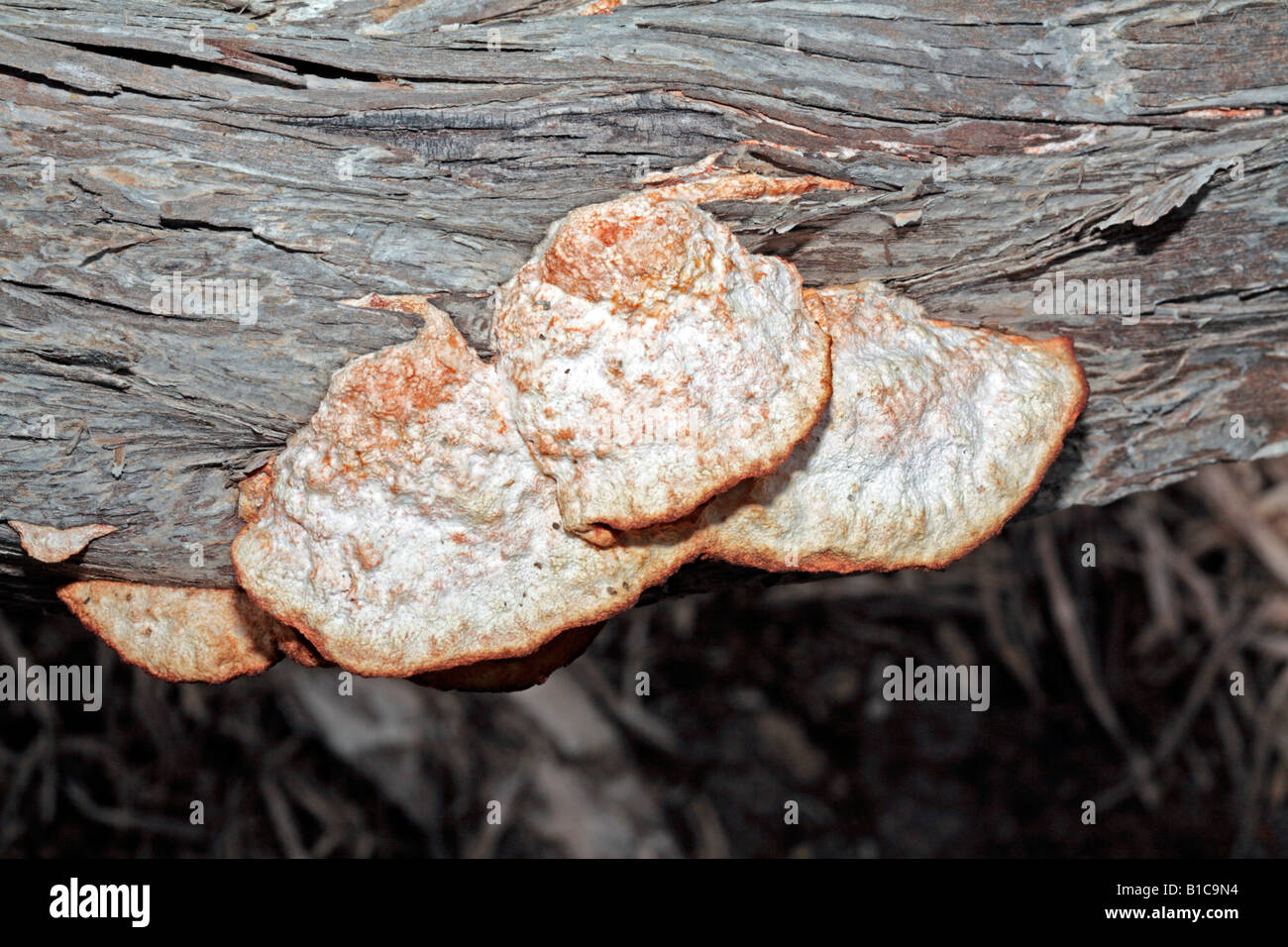 Altes Exemplar von Polypore Pilz wächst auf Toten Melaleuca Baum Stockfoto