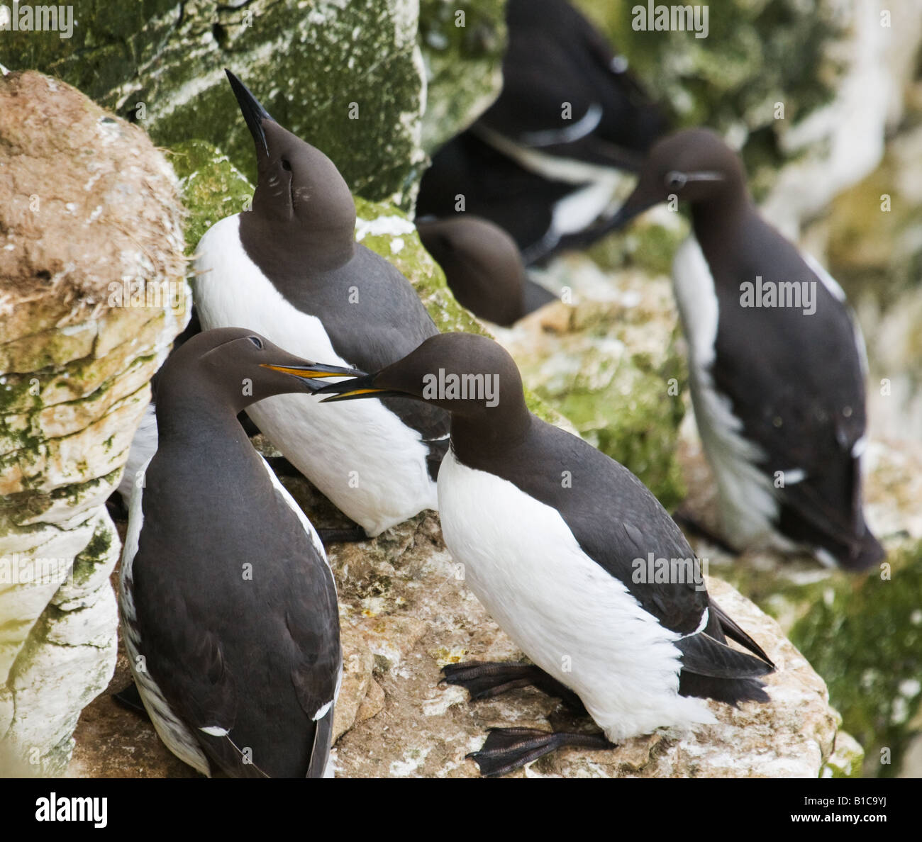 Trottellummen in Bempton Cliffs einen Matig Verhalten, mit einem Bridled Guillemot im Hintergrund. Stockfoto