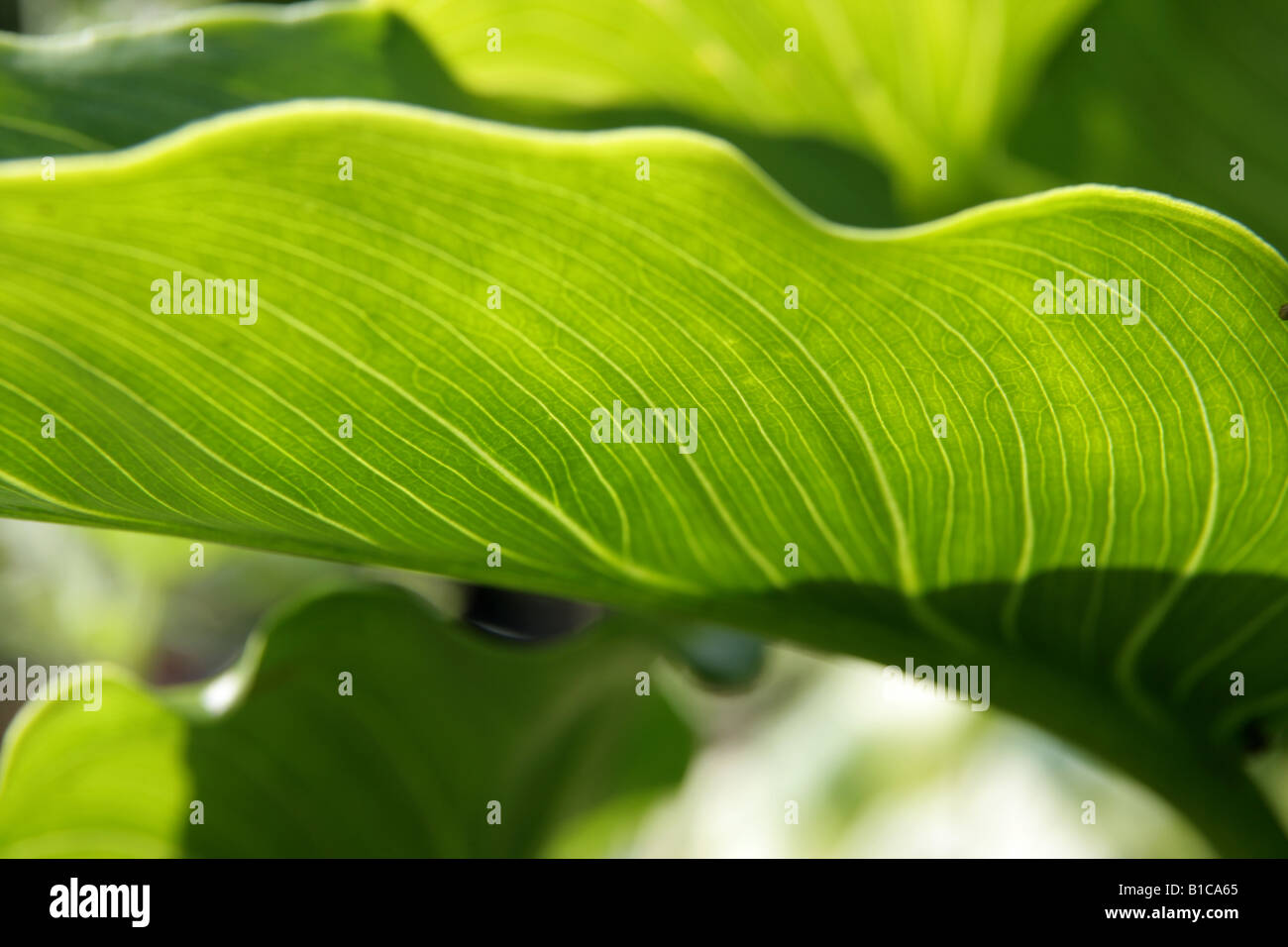 Detail des Blattes wieder beleuchtet beleuchtete. Stockfoto