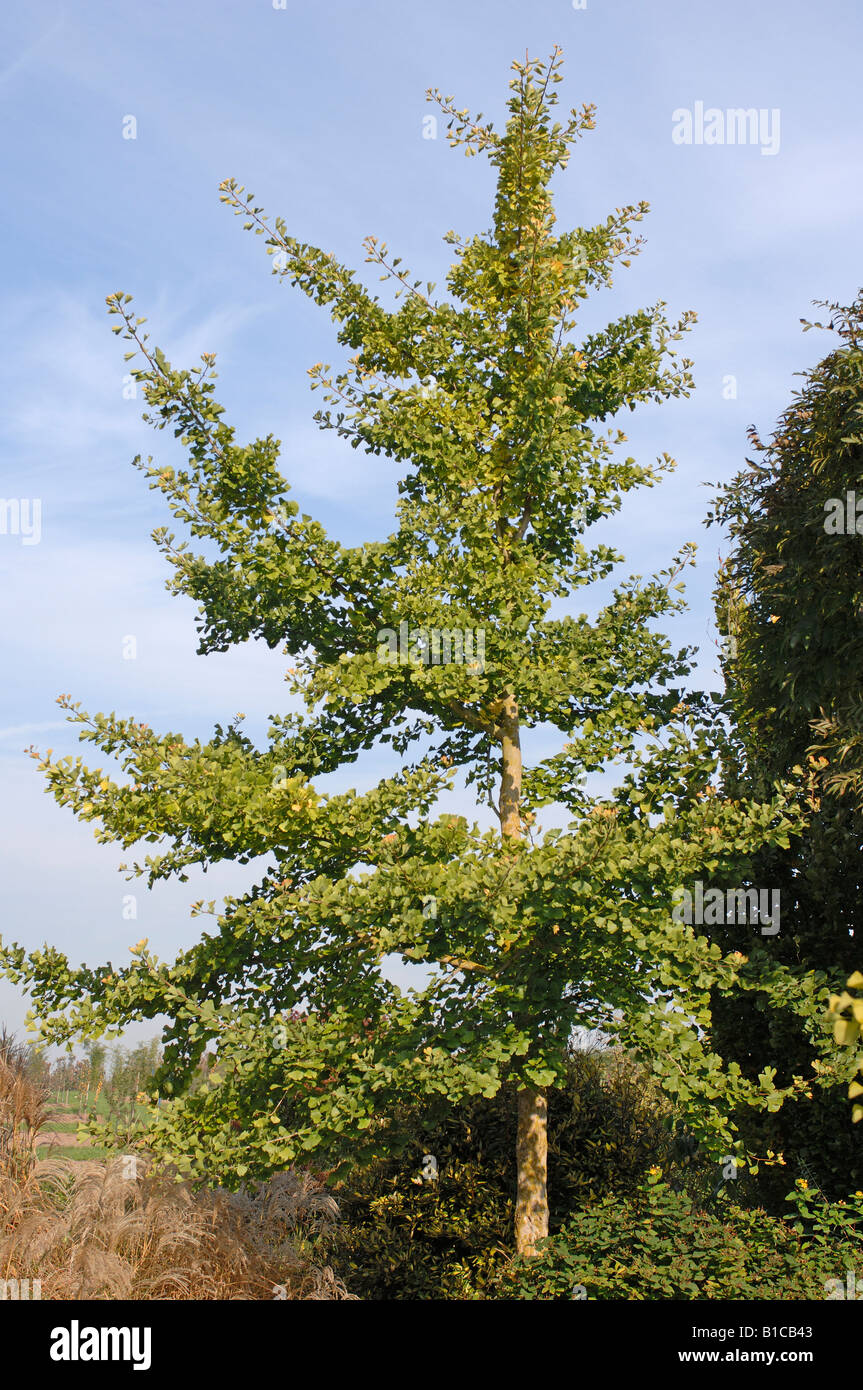 Ginkgo (Ginkgo Biloba), junger Baum Stockfoto