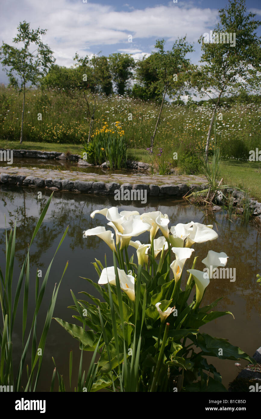 Zantedeschia im Wintergarten in Brigit s Garten Co Galway Irland Stockfoto