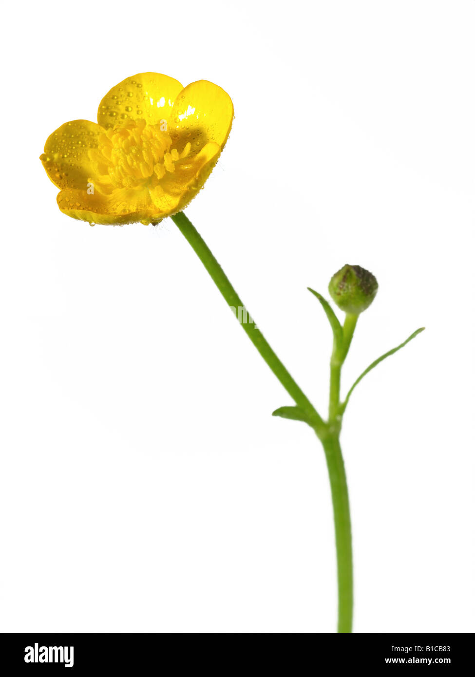 Buttercup Stockfoto