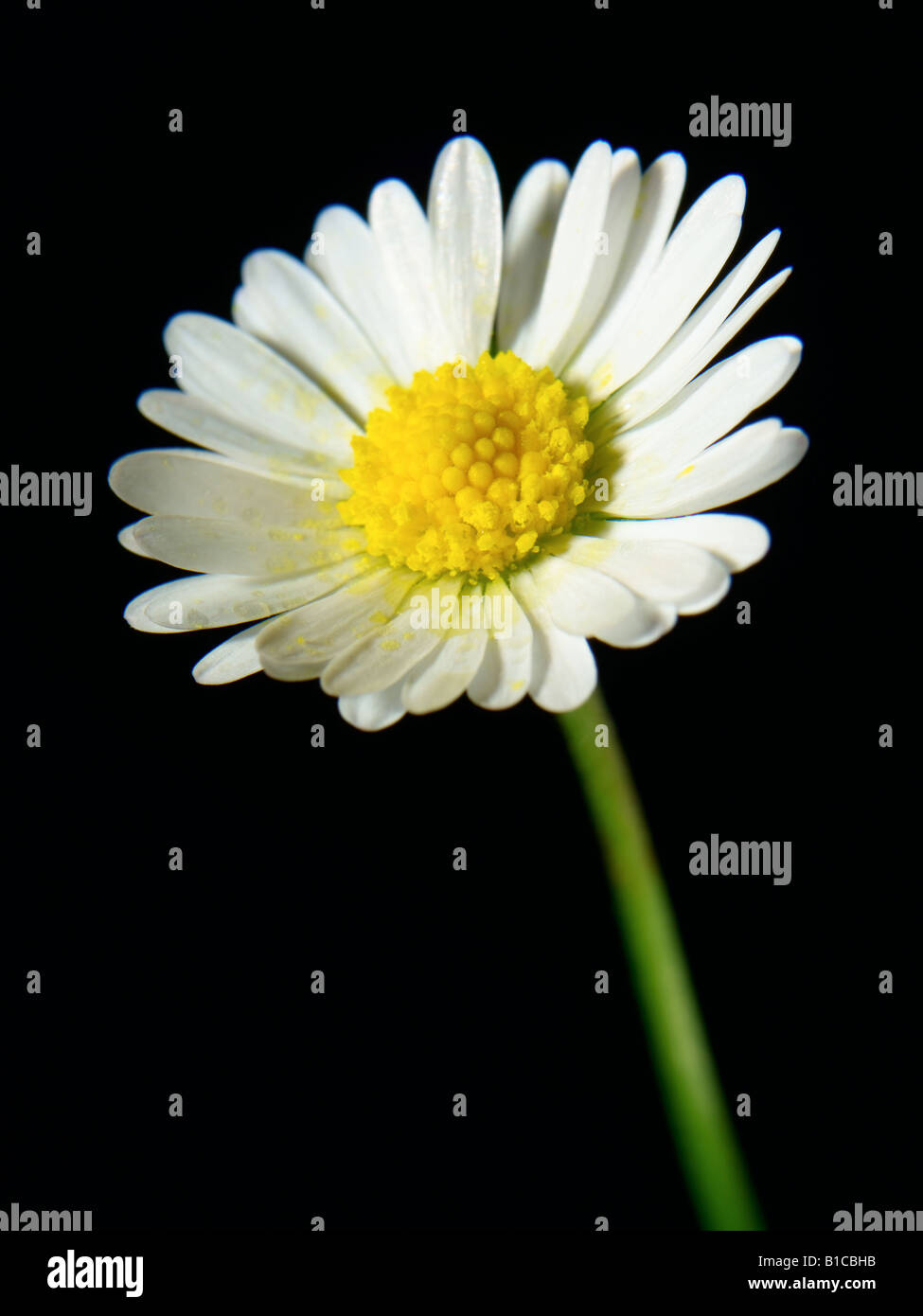 Daisy Flower Stockfoto