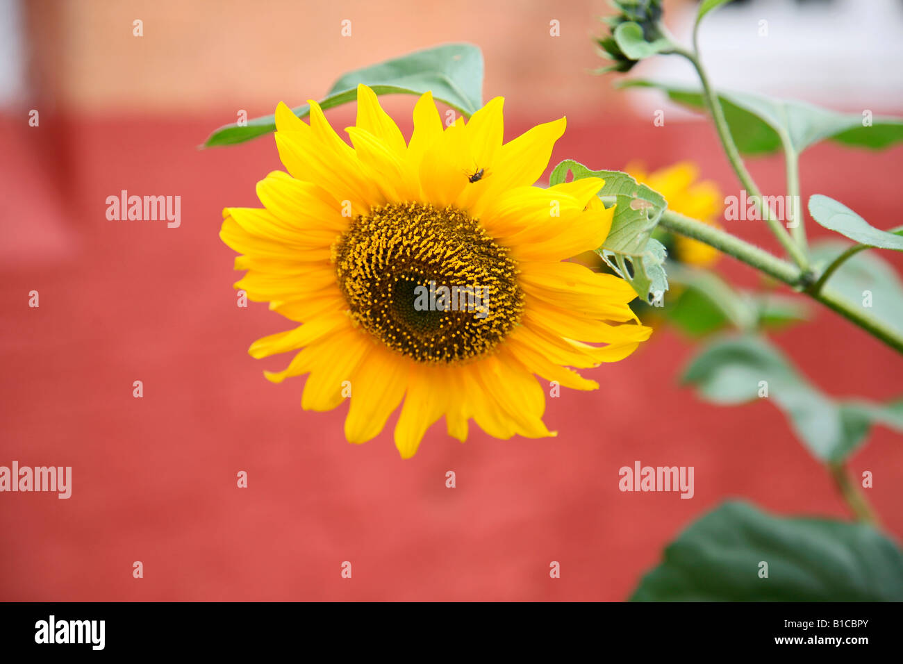 Sonnenblume (Helianthus Annuus) Stockfoto