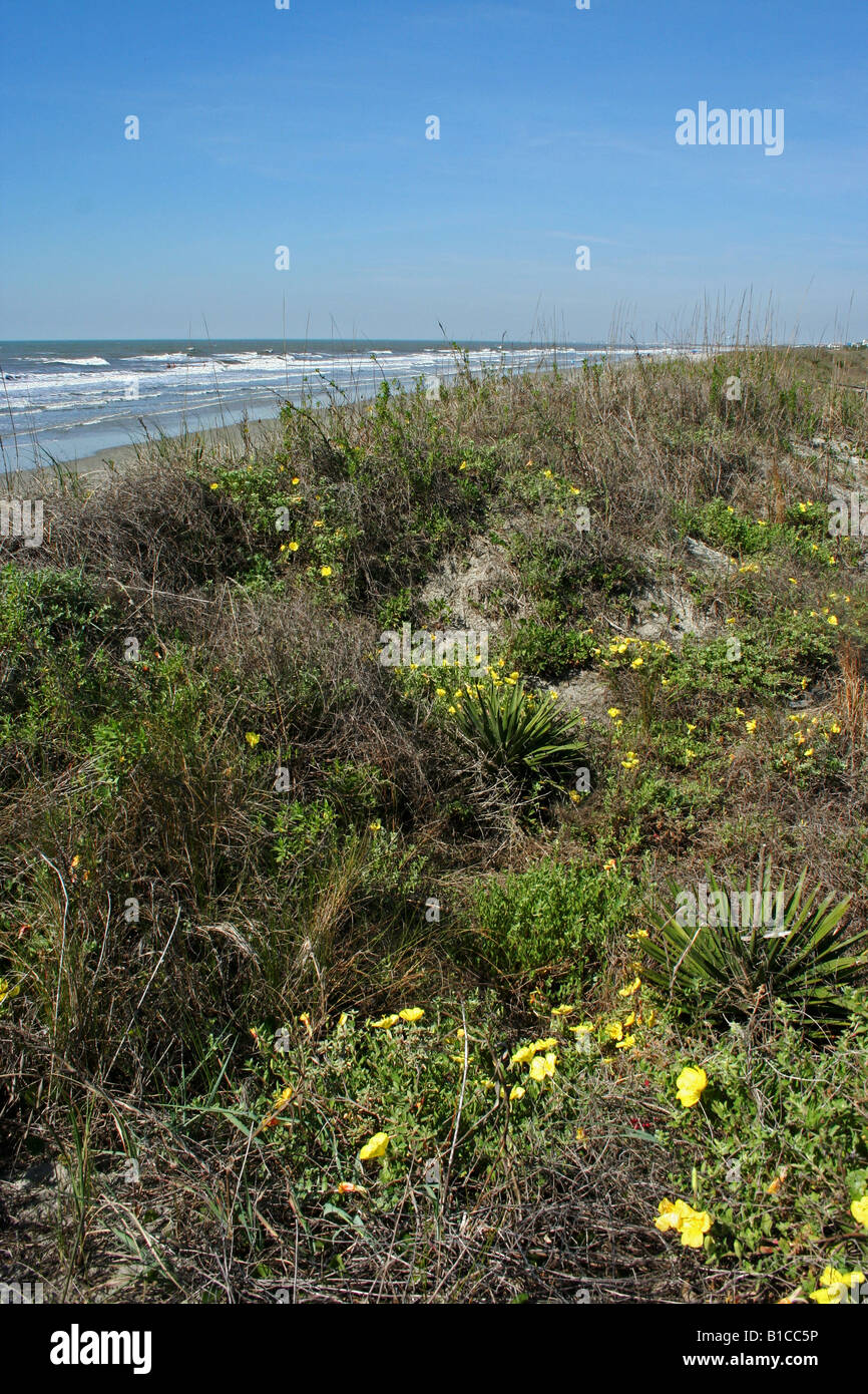 Strand der Ostküste mit gelben Blumen, Gräser und Strand Stockfoto