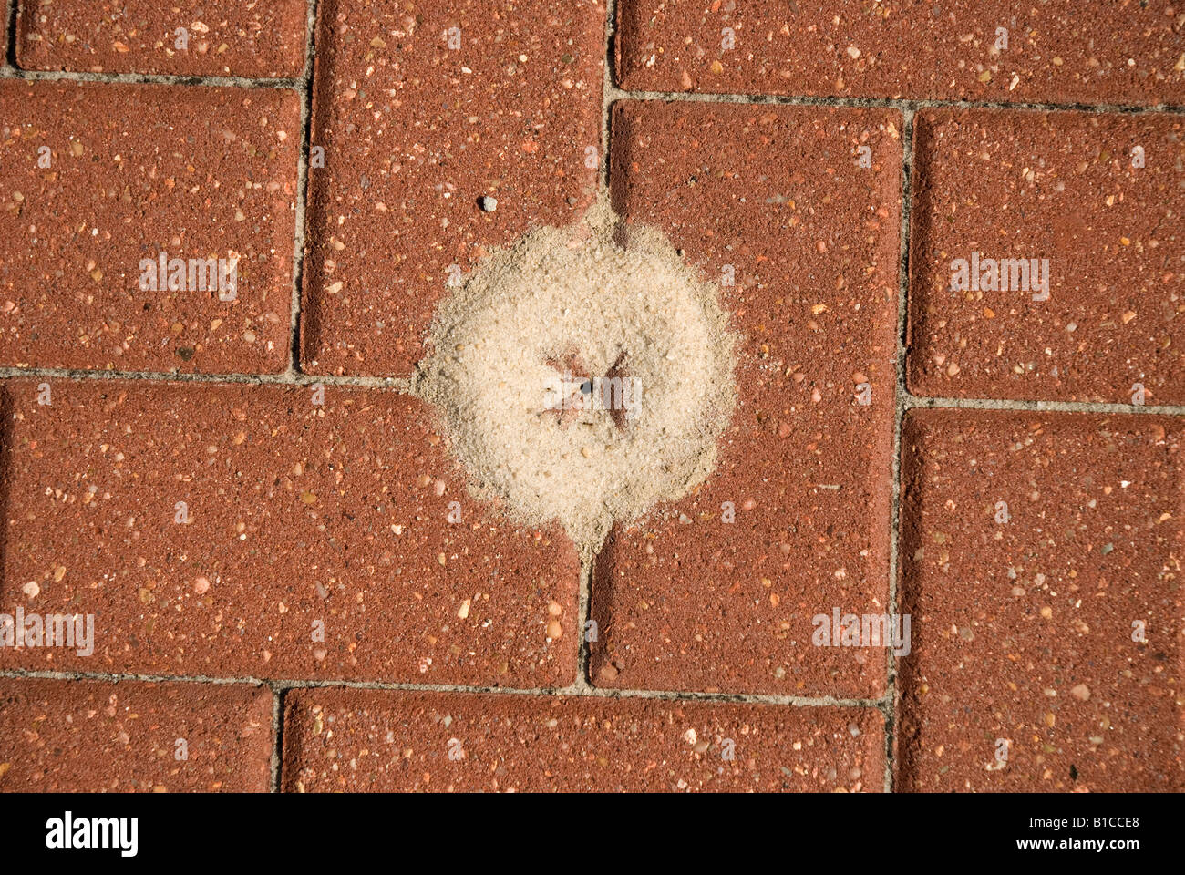 Ameisen bauen ein Nest unter Ziegel Auffahrt Pflaster North Florida Stockfoto