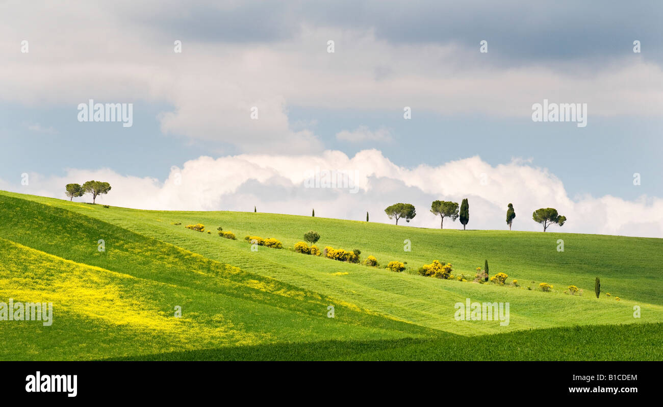 Traditionelle toskanische Landschaft in der Nähe von San Quirico, Valle de Orcia, Toskana, Italien Stockfoto