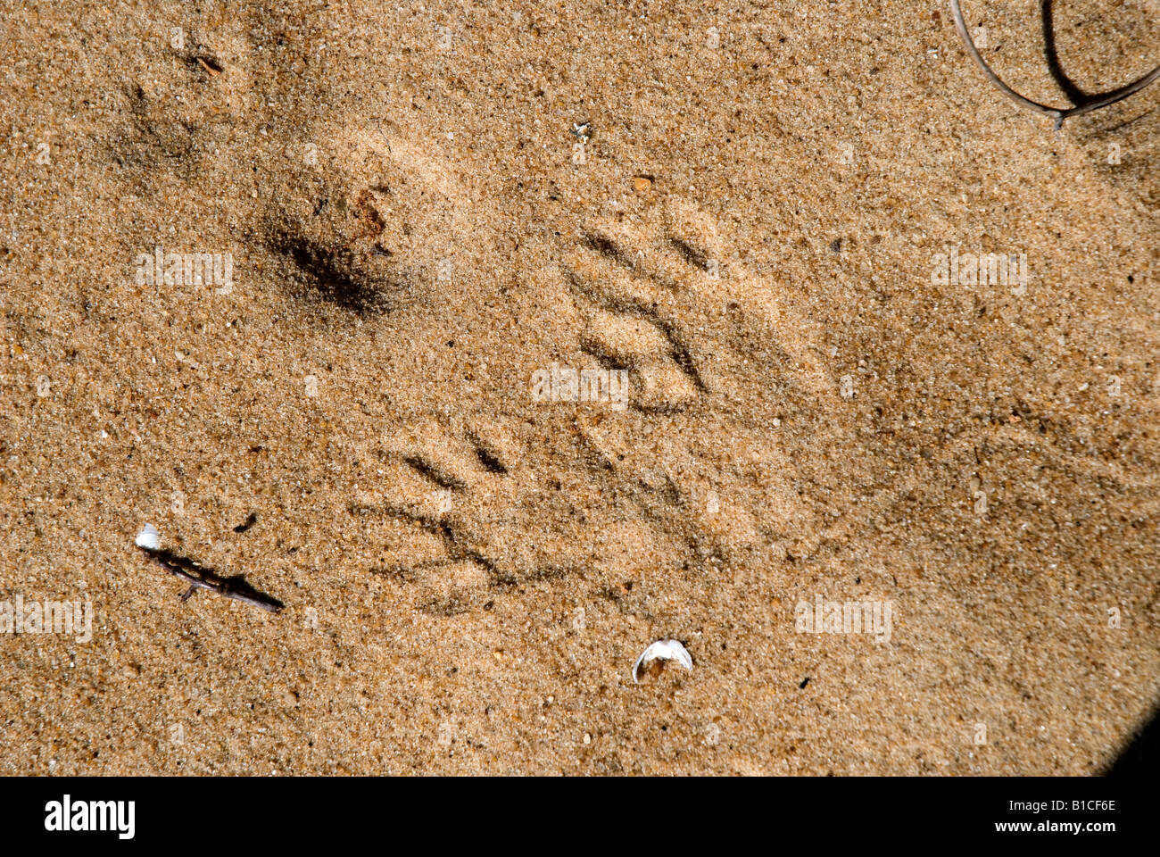 Waschbär Spuren im Quarzsand Futter der Apalachicola River in der Nähe von Apalachicola, Florida Stockfoto Waschbär Spuren im Quarzsand Futter der Apalachicola River in der Nähe von Apalachicola, Florida Stockfoto