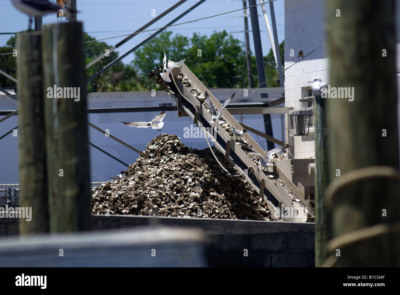 Möwen ernähren sich von Auster Fetzen vom Verarbeitungsbetrieb, Apalachicola, Florida Stockfoto
