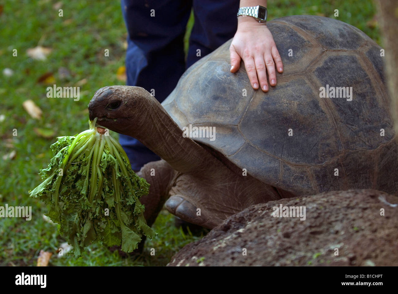 Eine riesige Schildkröte im Zoo von Melbourne in Australien Stockfoto