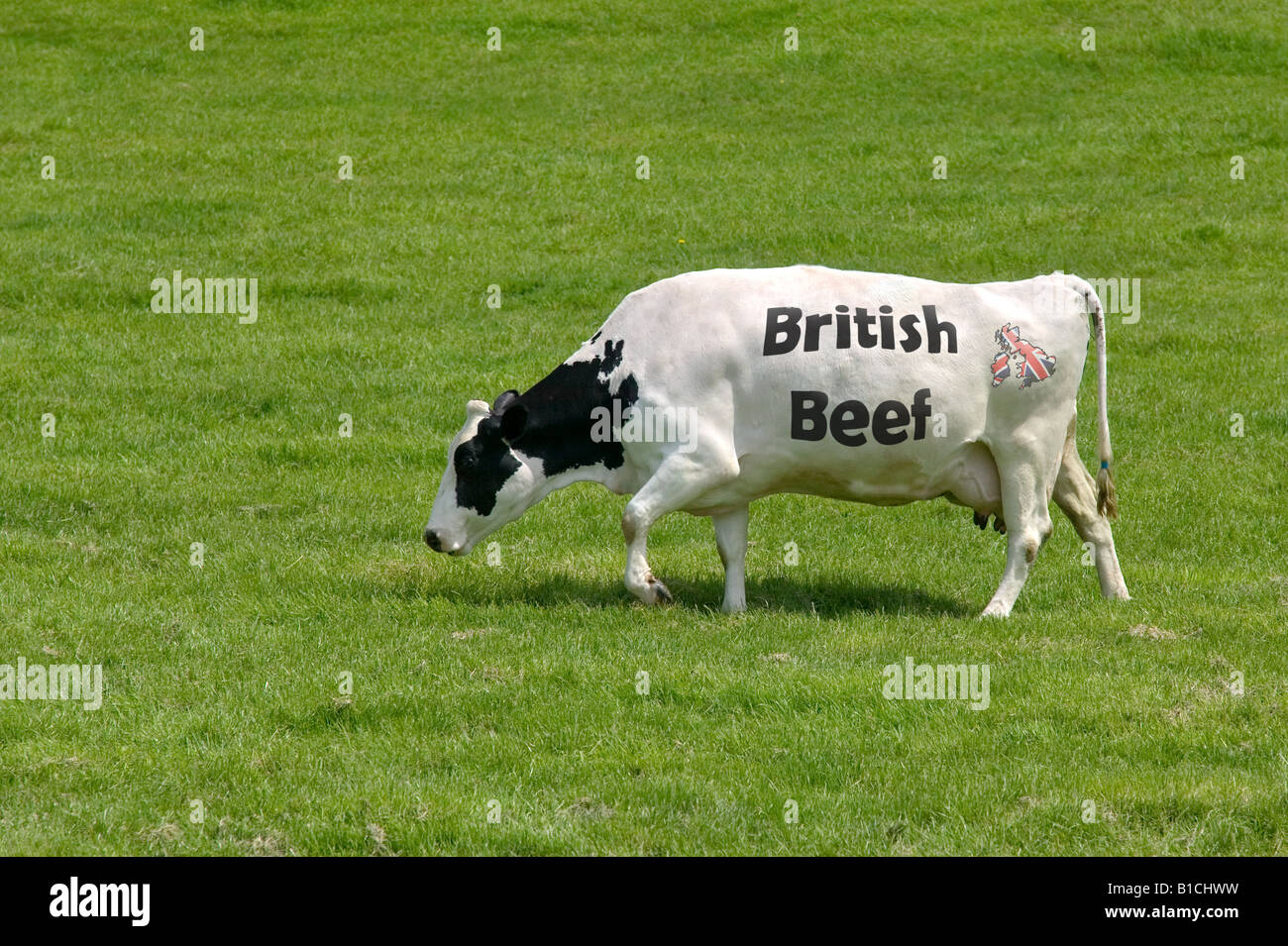 Konzept-Bild einer Kuh mit den Worten britisches Rindfleisch als seine Markierungen und ein Union Jack-Karte des Vereinigten Königreichs Stockfoto