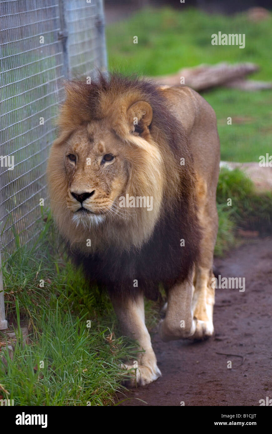 Ein Löwe seinen Käfig in Melbourne, Australia Zoo herumlaufen Stockfoto