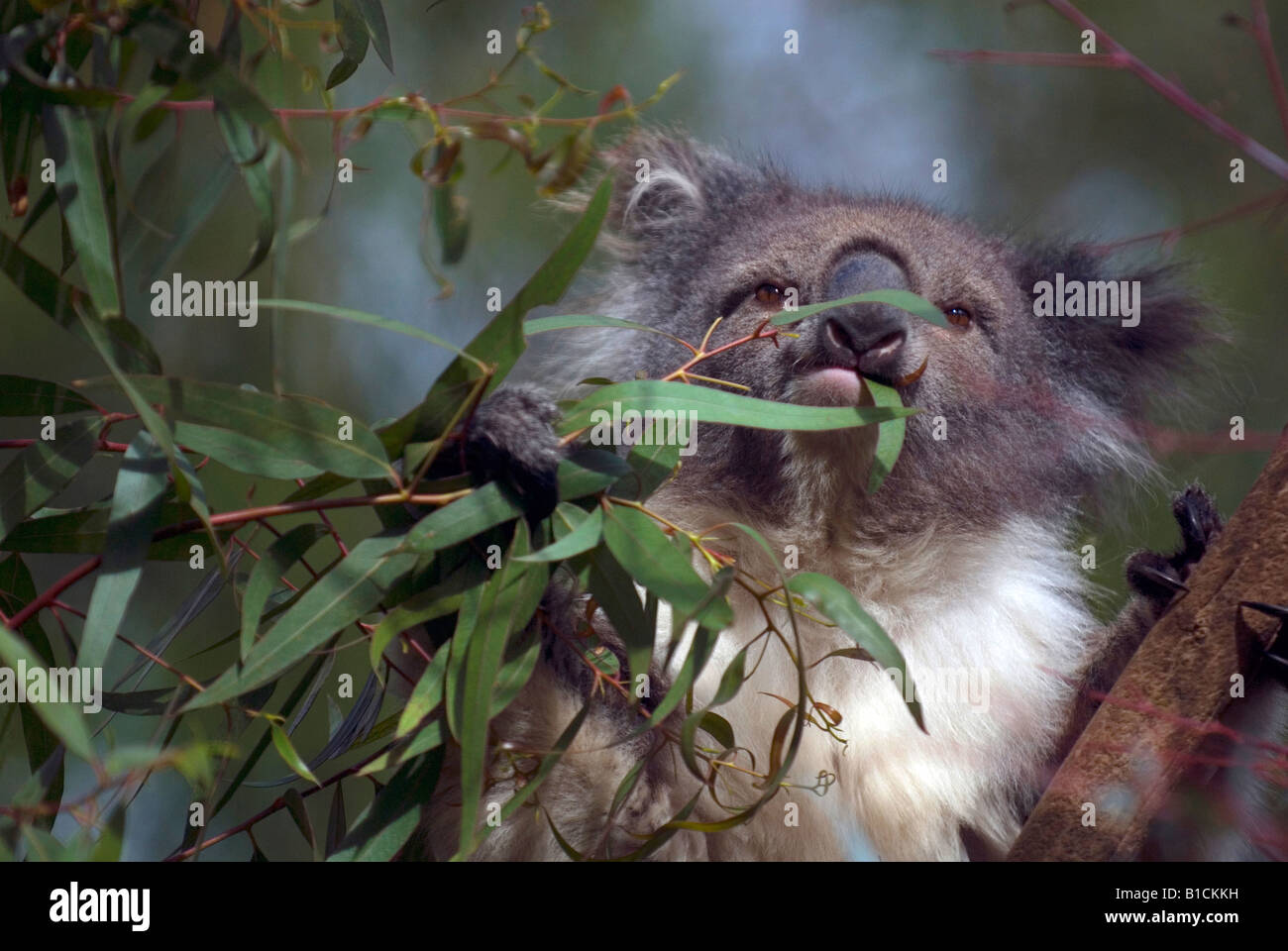 Ein Koala Essen Eukalyptus Blätter in Melbourne, Australien Stockfoto
