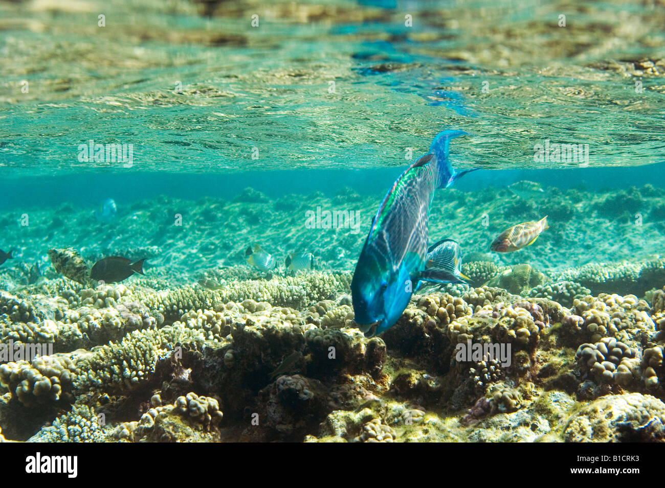 Ein Rotes Meer Steepheaded Papageienfisch ernährt sich im kristallklaren Wasser über ein flaches Riff in Sharm El Sheikh, Rotes Meer, Ägypten Stockfoto