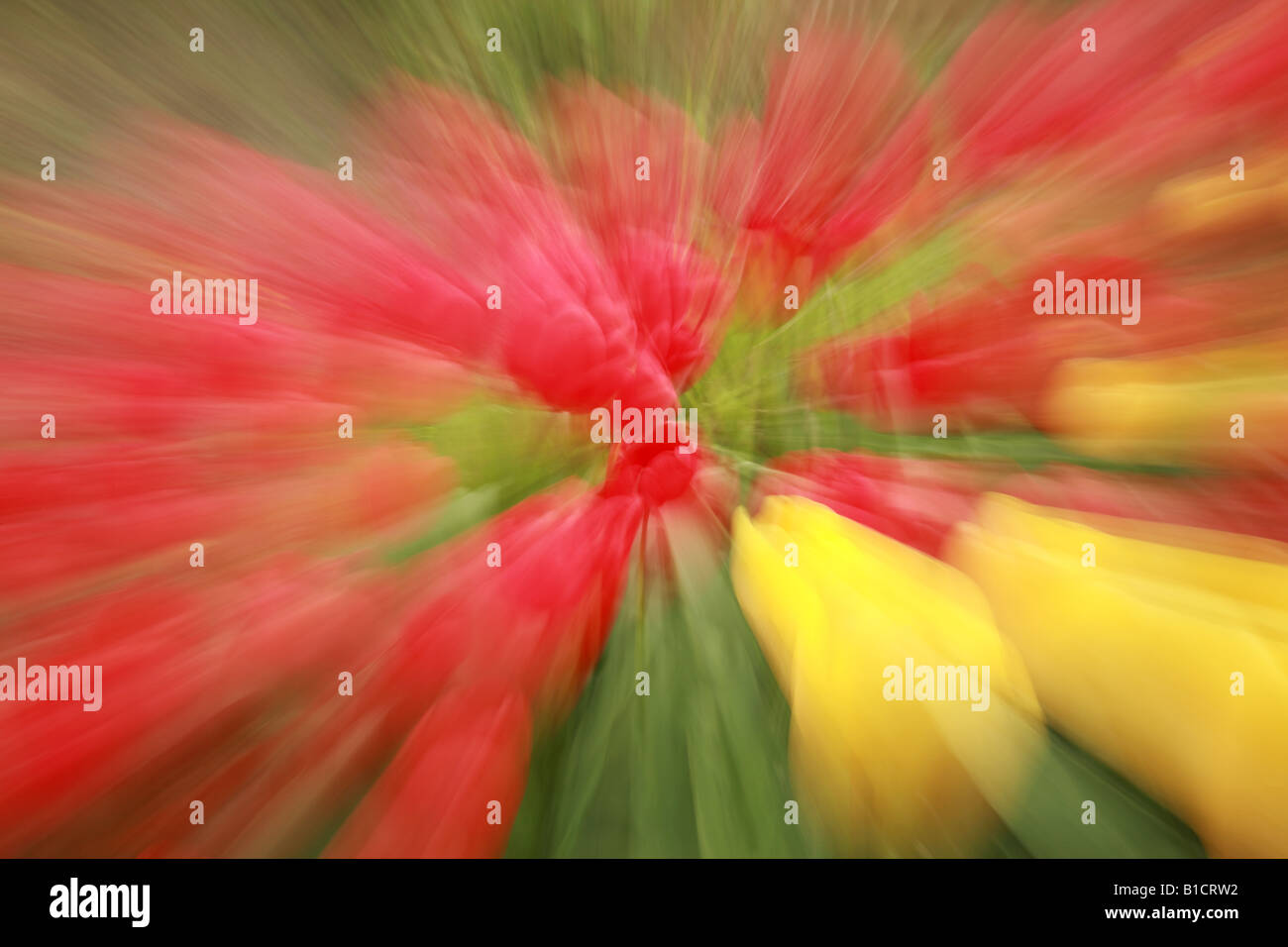 Rote und gelbe Tulpe Zoom burst Stockfoto