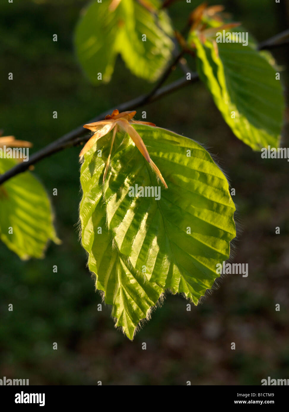 Gemeinsame Buche (Fagus sylvatica) Stockfoto