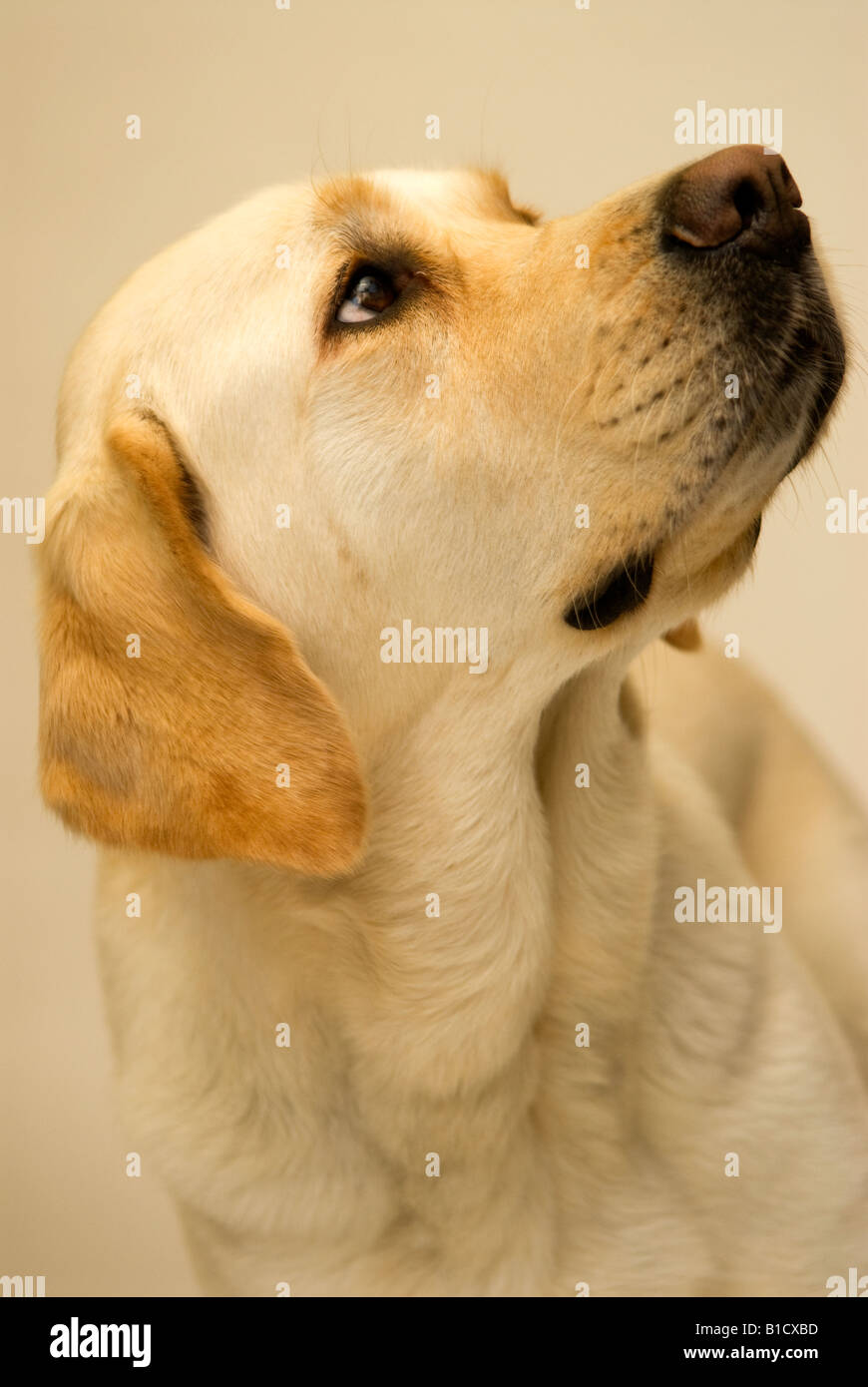 Porträt von einem Blindenhund, UK. Stockfoto