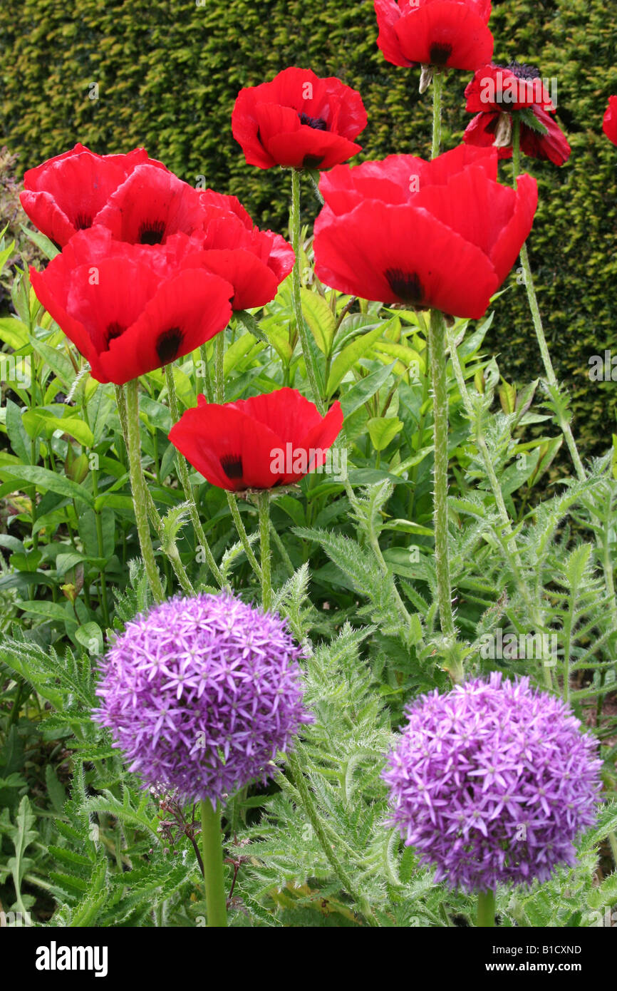 Mohn und Alliums. Stockfoto