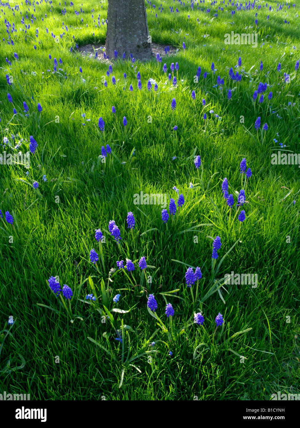 Armenischen Traubenhyazinthen (Muscari Armeniacum) Stockfoto