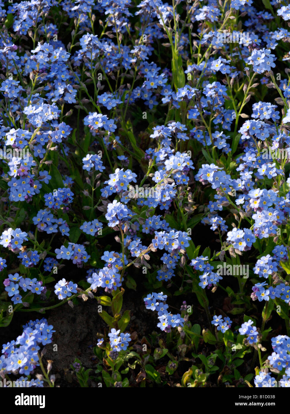 Alpine Vergißmeinnicht (Myosotis alpestris) Stockfoto