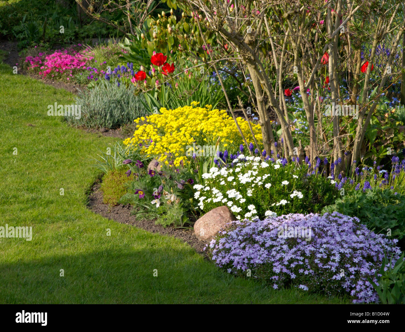 Golden alyssum (Aurinia saxatilis Syn. alyssum saxatile), Moos Phlox (Phlox subulata), immergrüne candytuft (iberis sempervirens), Armenisch Traube Stockfoto