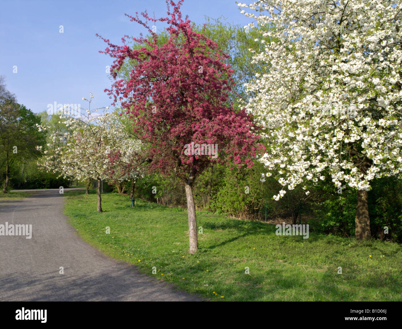 blühende Obstbäume Stockfoto