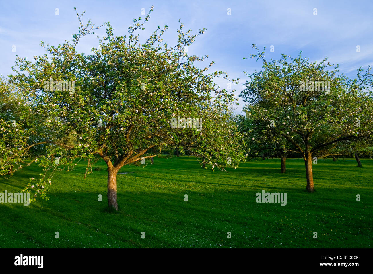 Apfelbäume im Obstgarten in Herefordshire England UK fotografiert im Mai mit Blüte Stockfoto
