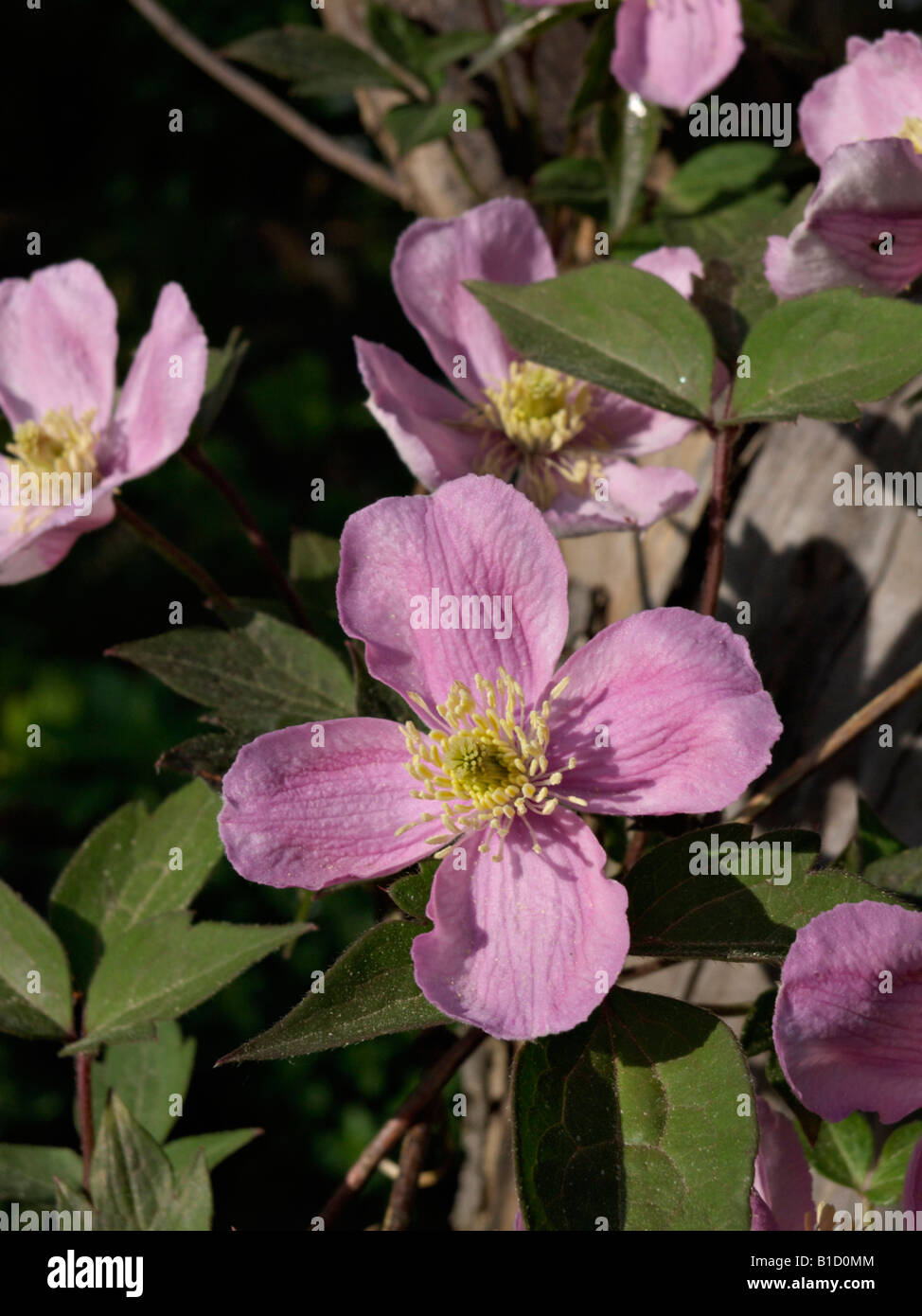 Pink anemone clematis clematis montana Fotos und Bildmaterial in