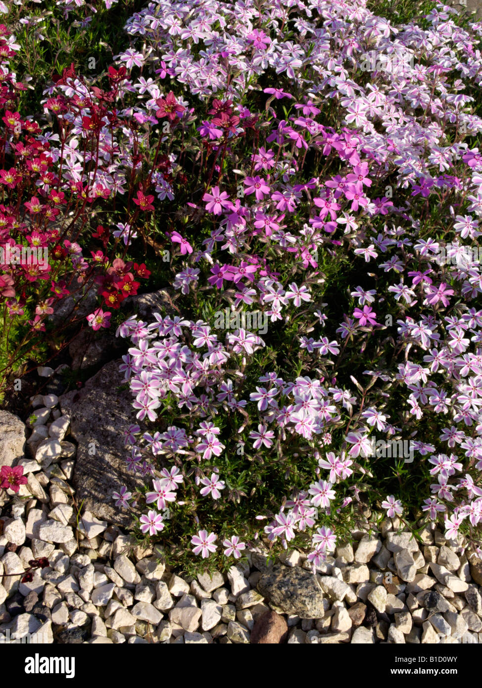 Moss Phlox (Phlox subulata) Stockfoto