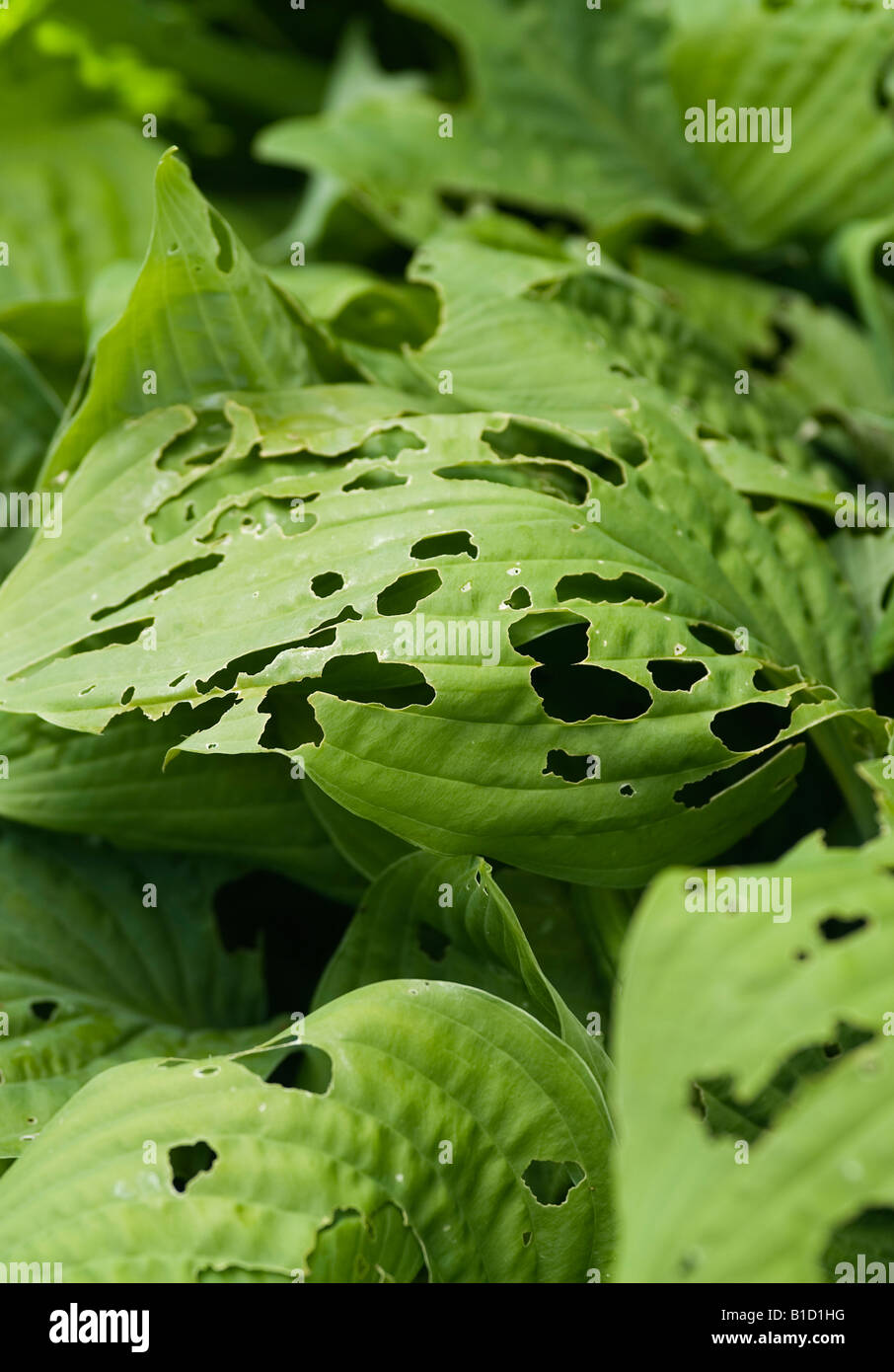 Metallklumpen und Schnecken Schäden an Hosta-Blätter Stockfoto