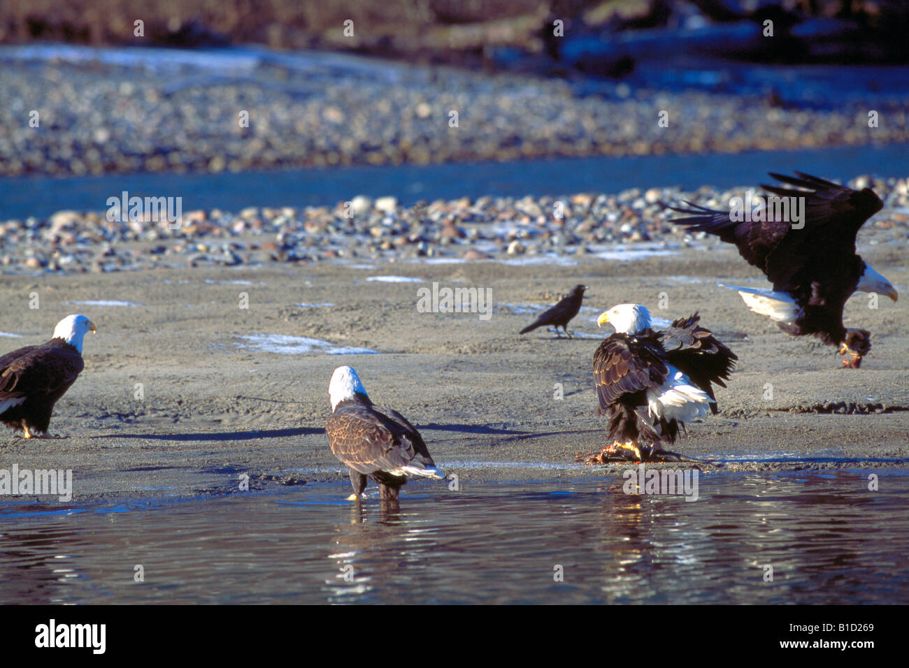 Weißkopf-Seeadler (Haliaeetus Leucocephalus) Fütterung auf hervorgebracht, Coho Lachs Fluss Stockfoto