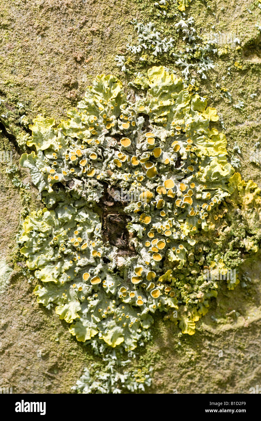 Die Gelbe Flechte Xanthoria Parietina auf Apple-Baumstamm Stockfoto