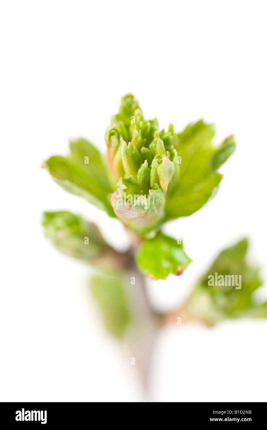 Weißdorn-Shootings platzen in Wachstum im Frühjahr Stockfoto