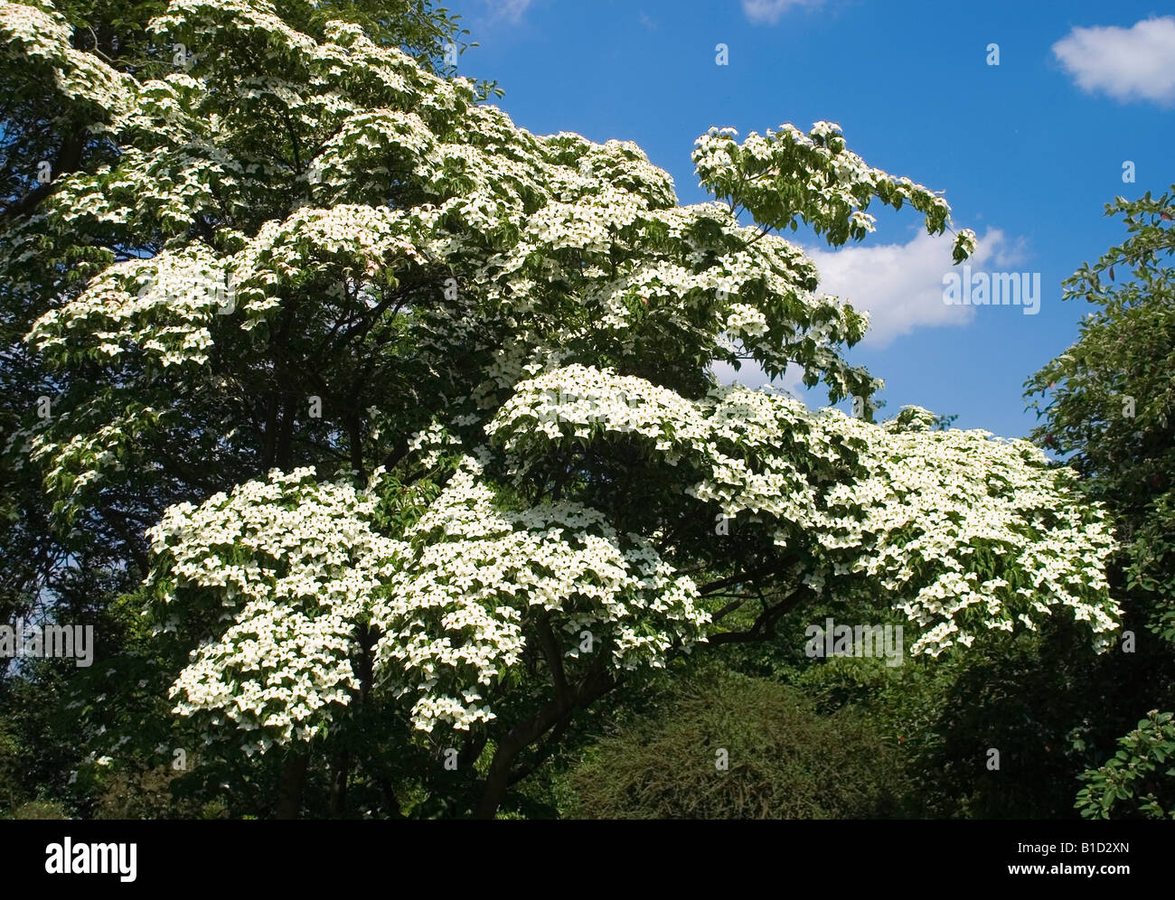 CORNUS KOUSA HARTRIEGEL BEI RHS WISLEY Stockfoto