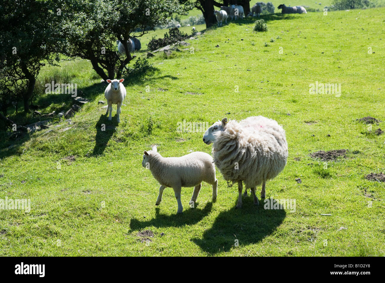 Schafe auf dem Lande in der Nähe von Bradfield, Peak District, South Yorkshire, England, Vereinigtes Königreich Stockfoto
