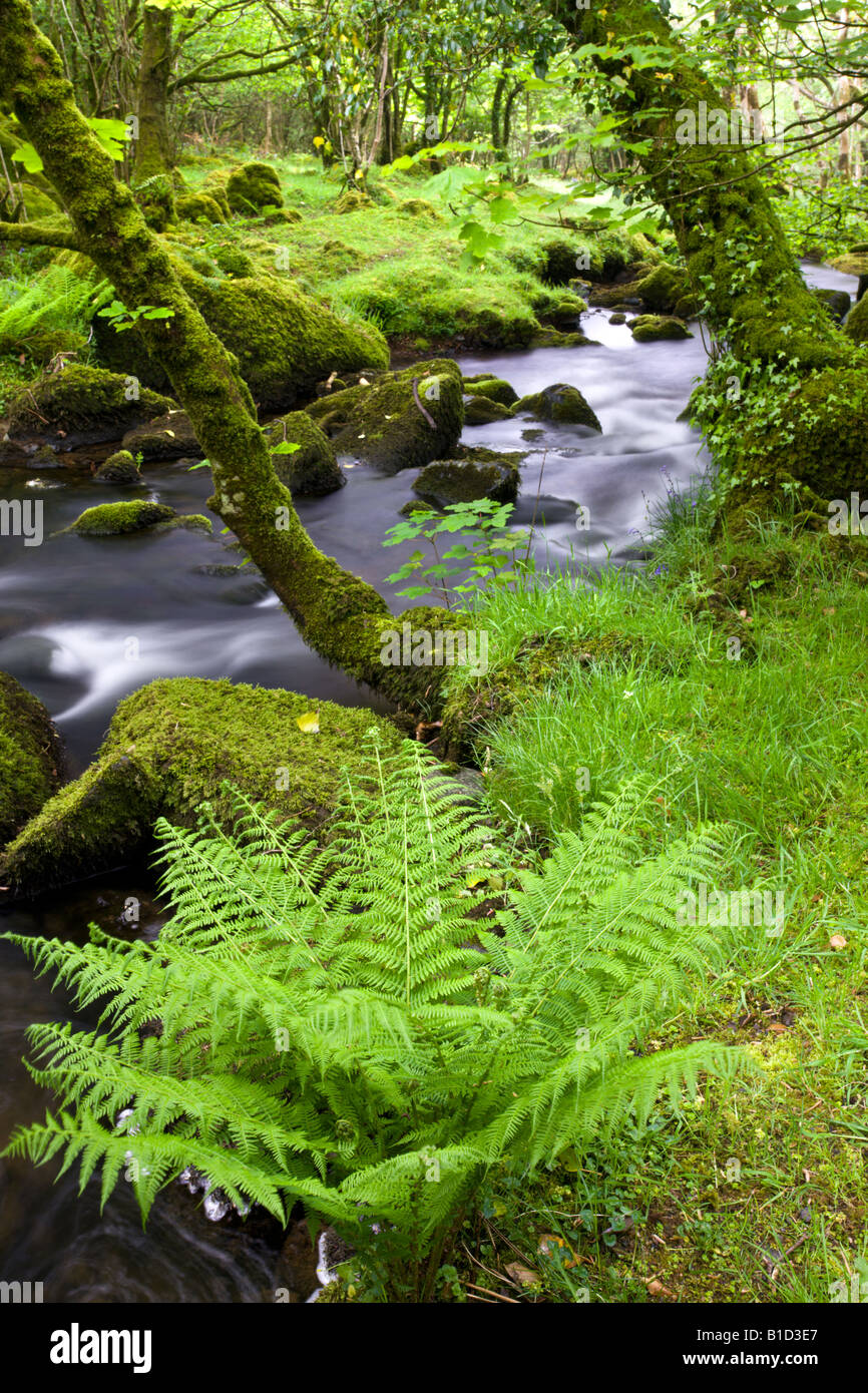 Felsigen Stream in einem üppigen grünen bewaldeten Tal Dartmoor National Park Devon England Stockfoto