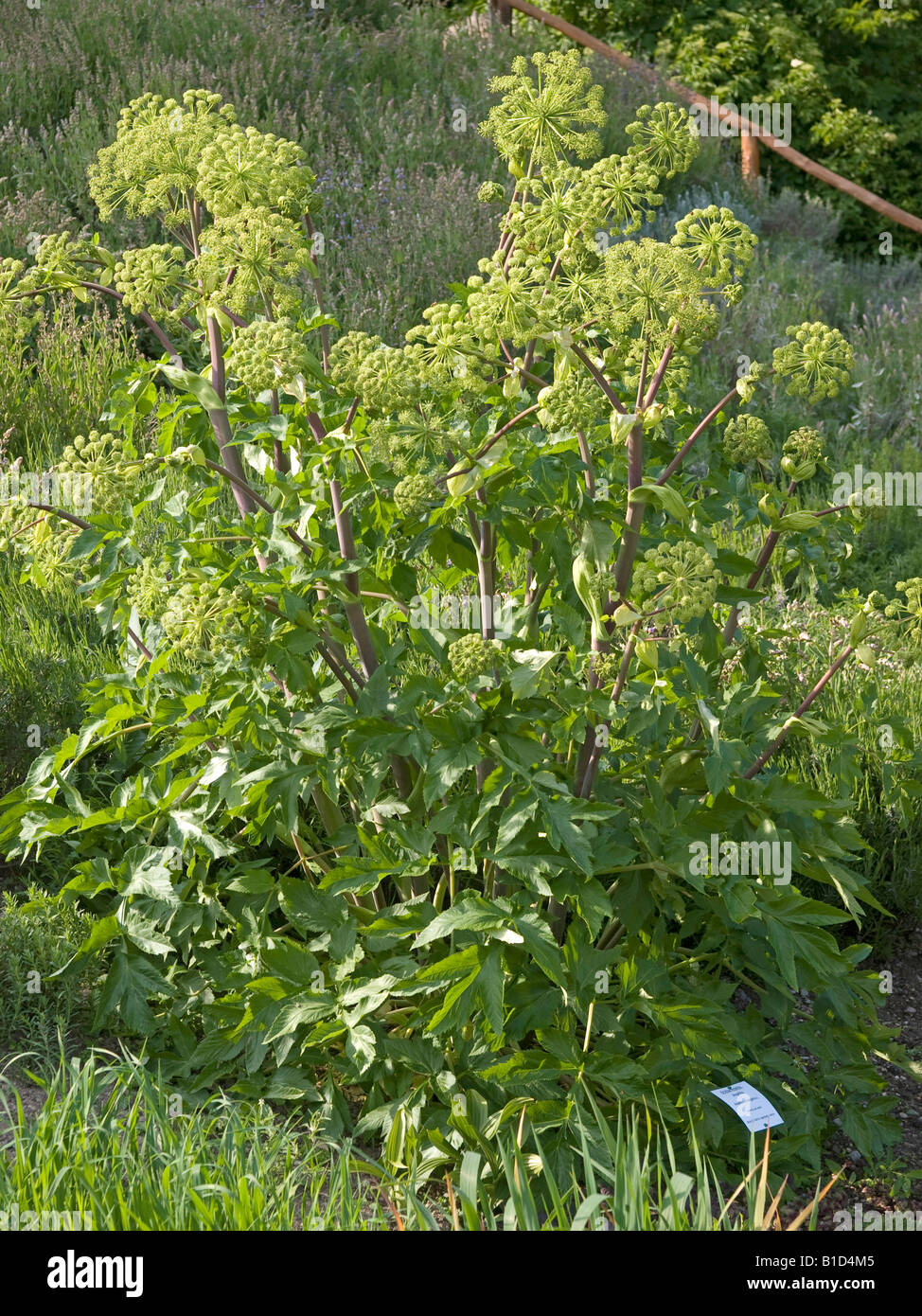 Garten Angelika Angelica Archangelica Heilpflanze Stockfoto