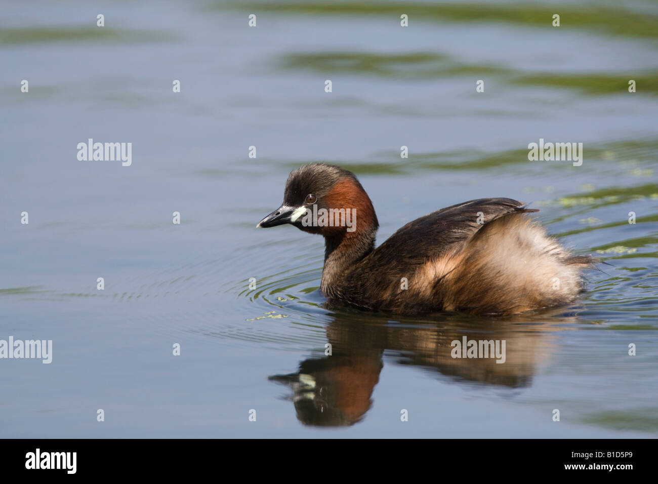 Wenig Grebe Tachybaptus Ruficollis London UK Sommer Stockfoto